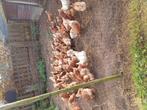 Te koop bruine leg kippen, Dieren en Toebehoren, Pluimvee, Vrouwelijk, Kip