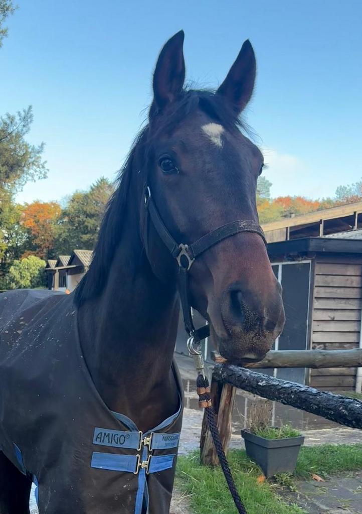 Lieve talentvolle 3 jarige ruin (Groen/project), Dieren en Toebehoren, Paarden, Ruin, Zadelmak, 160 tot 165 cm, 3 tot 6 jaar, Dressuurpaard