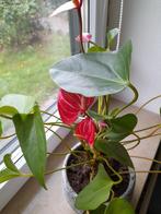 Stekjes flamingoplant, Bloeiende kamerplant, Ophalen, Overige soorten, Minder dan 100 cm