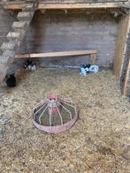 Lotharingers te koop, Dieren en Toebehoren, Geslacht onbekend, Groot, 0 tot 2 jaar