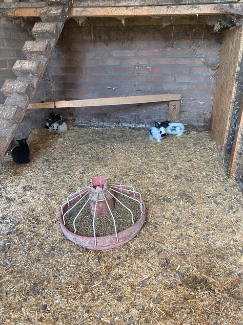 Lotharingers te koop, Dieren en Toebehoren, Konijnen, Groot, Geslacht onbekend, 0 tot 2 jaar
