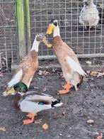 Indische loopeenden reebont, Dieren en Toebehoren, Pluimvee, Meerdere dieren, Eend