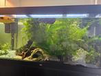 Gezonde Waterpest – Sterke aquariumplanten, Ophalen of Verzenden, Gebruikt, Plant(en), Steen of Hout