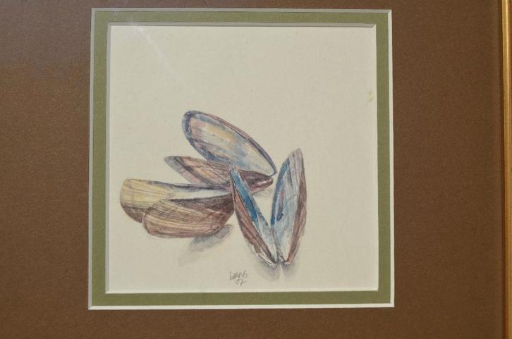 Aquarel 'Mosselschelpen' Hans Hohmann 2007, Antiek en Kunst, Kunst | Schilderijen | Modern, Ophalen of Verzenden