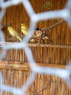 Te koop spitssaart amadine, Dieren en Toebehoren, Vogels | Overige Vogels, Meerdere dieren, Tropenvogel