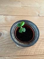 Madagaskar jewel stekjes, Ophalen, Halfschaduw, Minder dan 100 cm