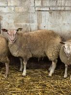 Dekram 75% rouge l ouest, Dieren en Toebehoren, Schapen, Geiten en Varkens, Mannelijk, Schaap