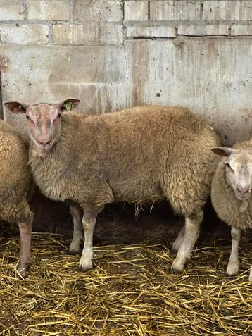 Dekram 75% rouge l ouest beschikbaar voor biedingen