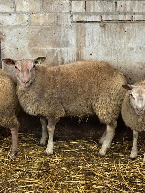 Dekram 75% rouge l ouest, Dieren en Toebehoren, Schapen, Geiten en Varkens, Schaap, Mannelijk