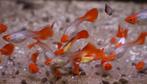 Koi Guppy Tricolor - Prijs: €4,99 per stuk, Vis, Zoetwatervis