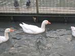 Boeren witte ganzen | Deskundig advies, Dieren en Toebehoren, Pluimvee, Meerdere dieren, Gans of Zwaan
