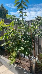 Kersenboom (2 jaar), Ophalen, Overige soorten, 100 tot 250 cm