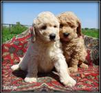 Labradoodle pups medium, Dieren en Toebehoren, Honden | Retrievers, Spaniëls en Waterhonden, Nederland, Overige rassen, 8 tot 15 weken