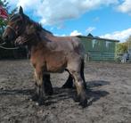 Leuk trekpaard hengst veulen., Dieren en Toebehoren, Paarden, Minder dan 160 cm, 0 tot 2 jaar, Hengst, Recreatiepaard