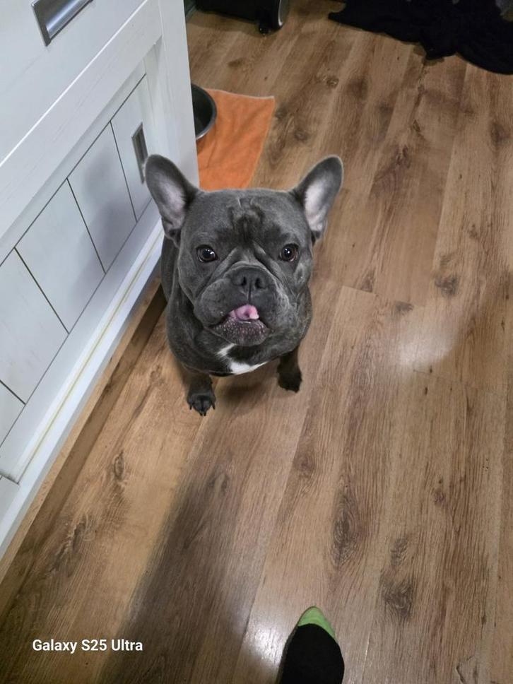 Frenkie de Franse Bulldog, Dieren en Toebehoren, Honden | Bulldogs, Pinschers en Molossers, Reu, Bulldog, Particulier, Eén hond