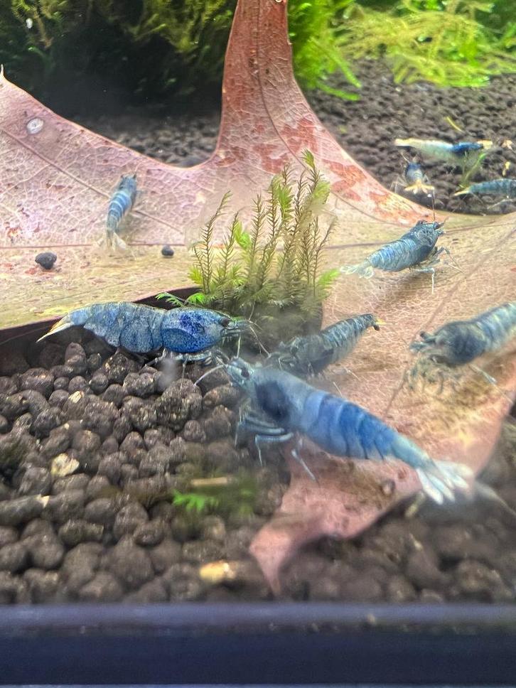 Blue steel garnalen/caridina garnalen, Dieren en Toebehoren, Vissen | Aquariumvissen, Zoetwatervis, Kreeft, Krab of Garnaal