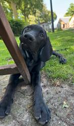Labmaraner pups ( labrador x weimaraner ), Dieren en Toebehoren, Honden | Retrievers, Spaniëls en Waterhonden, Nederland, Overige rassen