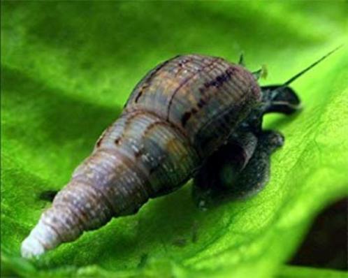 Maleisische trompet slak, Dieren en Toebehoren, Vissen | Aquariumvissen, Slak of Weekdier
