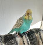 Grasparkiet popje half tam, Dieren en Toebehoren, Vogels | Parkieten en Papegaaien, Vrouwelijk, Parkiet, Tam