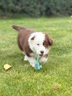 Border Collie x Australian Shepherd, Dieren en Toebehoren, Honden | Herdershonden en Veedrijvers, CDV (hondenziekte), 8 tot 15 weken