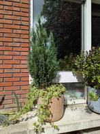 2 terracotta planters with conifers, begonias and ivy, Tuin en Terras, Planten | Bomen, Bloeit niet, Overige soorten, Minder dan 100 cm