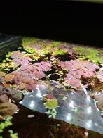 Phyllanthus fluitans, Ophalen, Plant(en), Steen of Hout