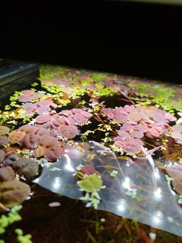 Phyllanthus fluitans

 beschikbaar voor biedingen