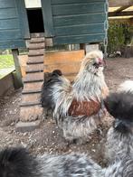 USA zijdehoen haan, Dieren en Toebehoren, Pluimvee, Mannelijk, Kip