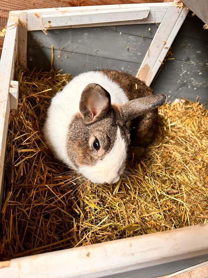 Hollander ram. Wildkleur wit 2 jaar, Dieren en Toebehoren, Konijnen, Mannelijk
