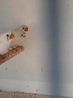 Vele vogels, Dieren en Toebehoren, Vogels | Overige Vogels, Meerdere dieren