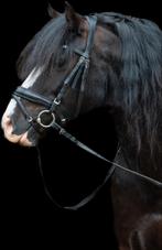 Bloedmooie welsh met veel potentie voor de sport, B, Ruin, Ontwormd, 7 tot 10 jaar