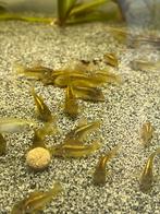 Corydoras gold laser ( jonge vissen), Zoetwatervis, Schoolvis, Vis