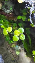 Drijfplantjes, kikkerbeet, Dieren en Toebehoren, Vissen | Aquaria en Toebehoren, Ophalen