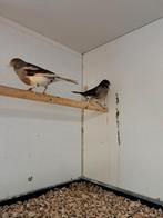 Koppel harlekijn kanaries, Dieren en Toebehoren, Vogels | Kanaries, Meerdere dieren, Kleurkanarie