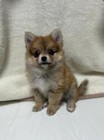 Pomchi pup puppy teefje pomeriaan x chihuahua teef 💕🤎🐻, Dieren en Toebehoren, Honden | Chihuahua's en Gezelschapshonden, Rabiës (hondsdolheid)