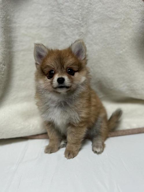 Pomchi pup puppy teefje pomeriaan x chihuahua teef 💕🤎🐻, Dieren en Toebehoren, Honden | Chihuahua's en Gezelschapshonden, Teef