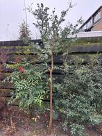 Eucalyptus boom (Eucalyptus gunnii), Bloeit niet, Overige soorten, 100 tot 250 cm, Ophalen