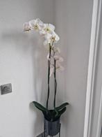 planten, Huis en Inrichting, Ophalen, Halfschaduw