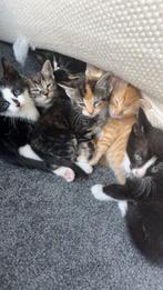 Deze schatjes mogen gratis weg, Dieren en Toebehoren, Katten en Kittens | Overige Katten, Kortharig, 0 tot 2 jaar