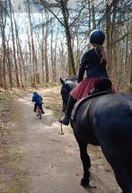 Super! Friese stermerrie/ 1jarige New Forest D pony merrie, Dieren en Toebehoren, Merrie, 160 tot 165 cm, Dressuurpaard, Met stamboom