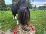 2e Premie correcte 5 jarige zwartbonte Shetland hengst, Dieren en Toebehoren, Pony's, Gechipt, A pony (tot 1.17m), 3 tot 6 jaar