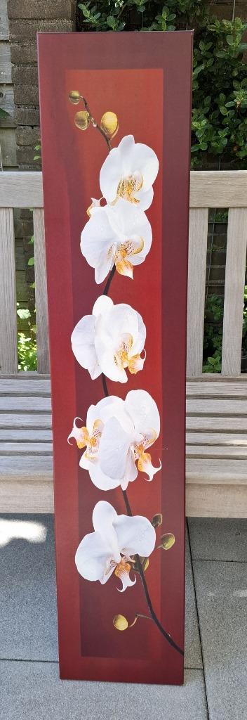 Poster orchideeën 25 x 120 cm beschikbaar voor biedingen