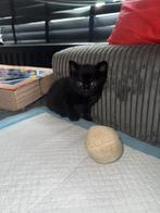 2 zwarte kittens, Dieren en Toebehoren