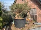 Olijfboom, Bloeit niet, 100 tot 250 cm, Olijfboom, Ophalen