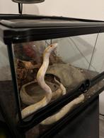 Albino Rattenslang/korenslang, Dieren en Toebehoren, Reptielen en Amfibieën, Amfibie, 0 tot 2 jaar