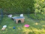 Pension konijn, vakantieopvang konijn en cavia, Ophalen, Nieuw, Overige typen