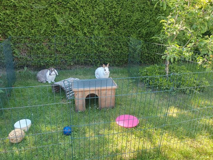 Pension konijn, vakantieopvang konijn en cavia, Dieren en Toebehoren, Knaagdieren en Konijnen | Toebehoren, Nieuw, Overige typen