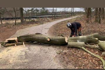 Bomen kap beschikbaar voor biedingen