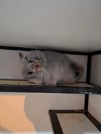 Blue Diamond Angora vrouwtje, Dieren en Toebehoren, Knaagdieren, Augustus, Vrouwelijk, Chinchilla