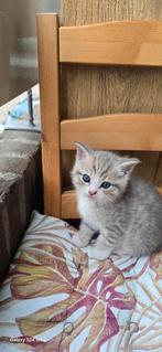 Kitten Mannelijk  British Shorthair, Dieren en Toebehoren, Katten en Kittens | Raskatten | Korthaar, Poes, Met stamboom, 0 tot 2 jaar